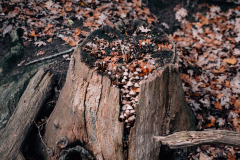 P1038132-Web