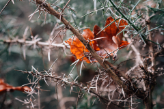 P1038141-Web