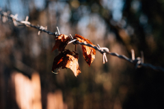 P1038211-Web