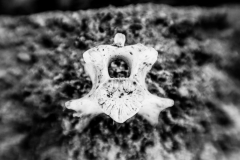 WEB-1010933-Web