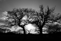 1066733-Web