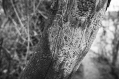1311698-Web